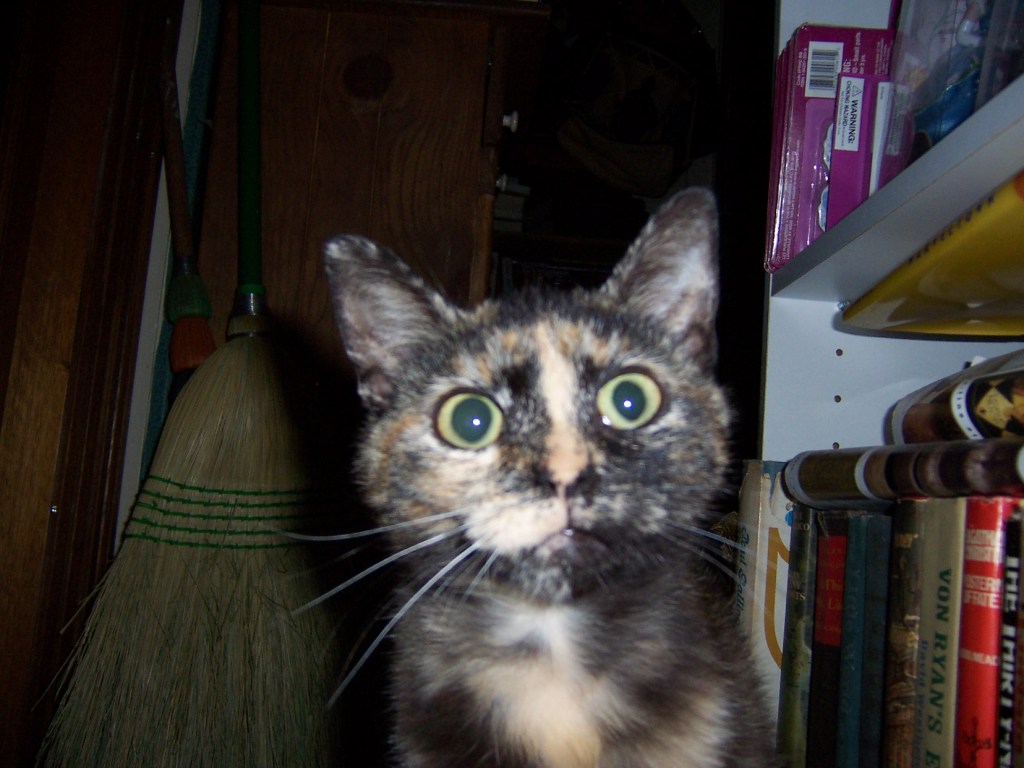 Sonnets from the Porch – and Geese