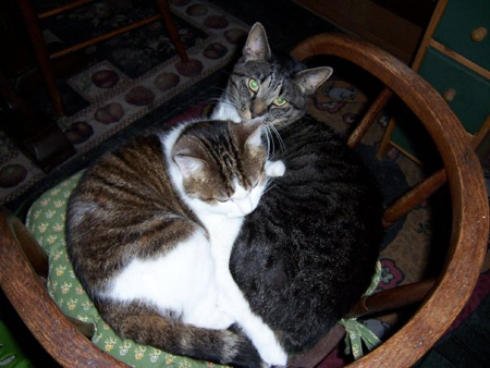 Crying when it rains: animal&nbsp;duos…