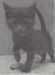 ELEGY Written on a Dell Computer In a Farm County Kitchen