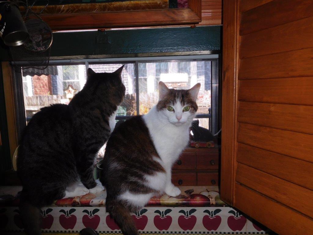 I am tired of checking TV stations…little monkeys